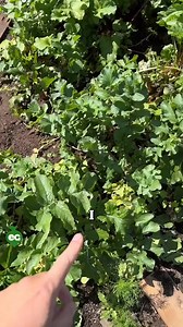 Solid root crop harvest, one of the easiest categories of plants to gr... - Plant #plants #garden #gardening #fyp #howto | The Green Garden