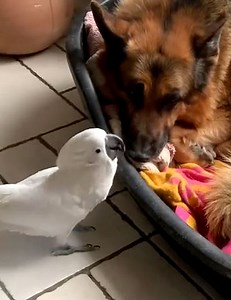 Questo pennuto non è quello che sembra: basta ascoltarlo 😁 | GuardaCheVideo