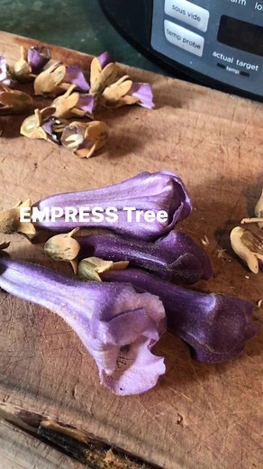 EMPRESS TREE (Paulownia tomentosa) #foraging #survival #gardening #herbalism | Prepper Kiwi