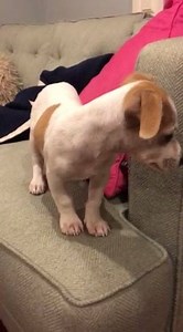 2.7K views | Looking Glass Animal Rescue on Reels | Facebook