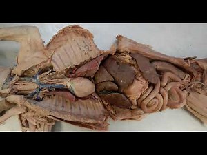 the cat digestive system