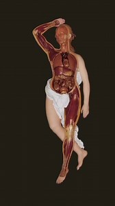 Of all the artifacts from the history of medicine, the Anatomical Venus―with its heady mixture of beauty, eroticism and death―is the most seductive. Learn about these life-sized dissectible wax women in Joanna Ebenstein’s “The Anatomical Venus: Wax, God, Death & the Ecstatic”, a book Publisher’s Weekly says “...evoke[s] a range of emotions, including horror, awe, and, most of all, deep interest.” Tap the shopping icon at the bottom left to purchase your SIGNED copy today! #morbidanatomy #anatomi