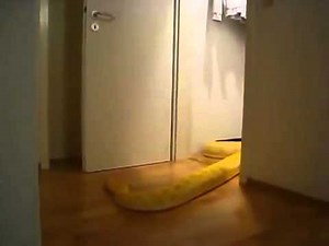 Albino Burmese Python opens door.