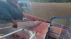 Last week, we posted a Did You Know video about cranberry harvesting....