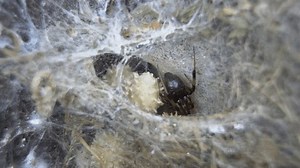 Nahaufnahme einer erwachsenen Latrodectus geometricus Spinne: Stockvideos & Filmmaterial (100 % lizenzfrei) 3717443387 | Shutterstock