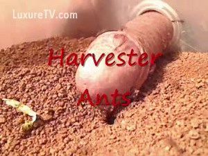 Ant colony vs. Dick