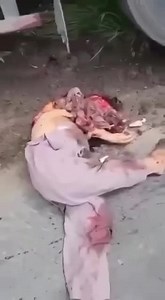 3 MEDIUM SIZED BABOONS DOING MATHS PUZZLES TO EARN FOOD TOKENS!!!!