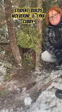Trapping Wolverine & Lynx: How to build a cubby #trapping #lynx #wolverine