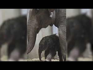 St. Louis Zoo releases elephant autopsy findings