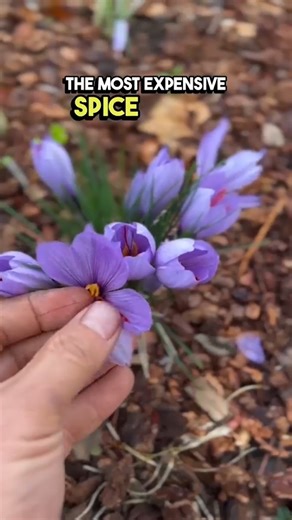 2.2K views | The 5 most expensive flowers in the world #top5 #expensive #flowers | Inspire Info | Facebook