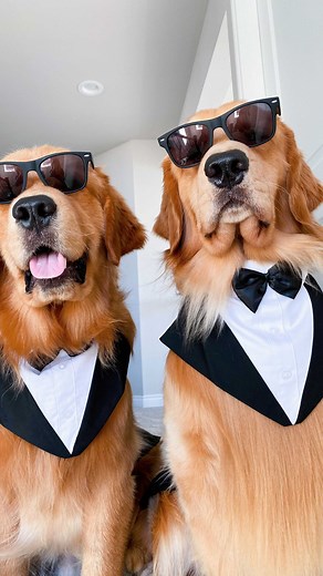 TUCKER | The Golden Retriever on Instagram: "Here come the men in bork 😎"