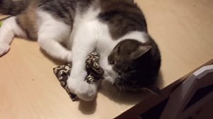 10K views · 1.5K reactions | My monday :) Purrs, Monty | Monty | Facebook