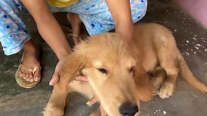 32K views · 2.8K reactions | Village vlog ❤️ #familyvlog #village #familytime #funnyfamily #regularvlog #trendingvlog | Ginni pandey | Facebook