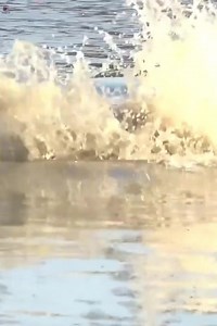 Wild dogs hunting waterbuck 😱 | Whiskey Tango & Co.