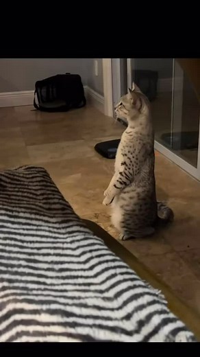 Real female entrepreneurs move different. We don’t chase clout—we build legacy.👠 Hell- even my cat 🐈 (yes this is actually my cat) knows being unique is a mindset. We know: ✔️ Quality > Quantity – A real business isn’t about vanity metrics. Followers don’t pay bills, systems do. ✔️ Value > Selling – We serve, we solve, we scale. The money follows. ✔️ Service > Selling Out – Chasing trends is for amateurs. We build assets that print money. ✔️ Competition = Opportunity – The market isn’t “too sa