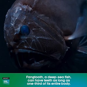 24 reactions | Speaking of underwater vampires, Fangtooth fish are also skilled predators, hunting and capturing their prey in the absolute darkness of the deep sea.​ #SonyBBCEarth #FeelAlive #FangTooth #DeepSea #OceanLife #Underwater #Nature | Sony BBC Earth | Facebook