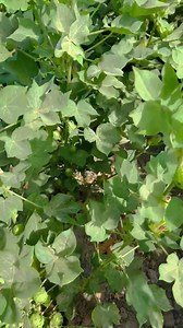 Variety # Cyto 2023 Sucking resistance Spray = Zero Asghar Modle Farm Saleh pat sukkur What’s app: 03018670545 | Asghar Ali