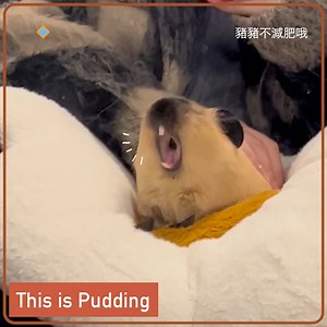 guinea pig has no thoughts, just pui pui. | 9GAG Cute