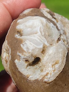 Agatized RUGOSE CORAL (aka Horn Coral ) Plus I Always Include Extra Goodies - Etsy