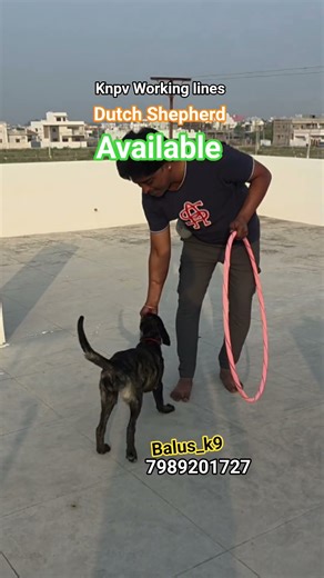 available | Knpv Working lines | Dutch Shepherd | working Dogs 🐕 #shorts #short #support