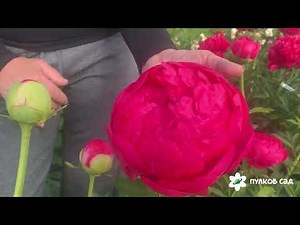 Недорогие сорта цикламенового цвета, фуксии: Cytherea peony, Paula Fay peony, Ellen Cowley peony.
