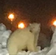 Polar Bears Halt Airport Operations in Barrow, Alaska - View from the Wing