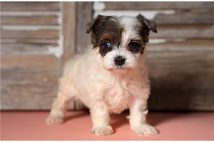 Hanna - Schnoodle Puppy 832FFB
