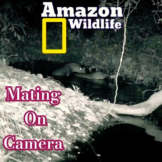 Caught on Camera: Tapirs’ Secret Mating Ritual! #amazonwildlife #nature