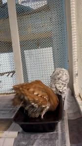 Bathing is important for all animals! We caught Newton towards the end of his bath, and I hope you enjoy this short video of him getting squeaky clean! Did you know that many animals have their own unique bathing rituals? Birds like Newton use a special oil from a gland on their backs to preen their feathers, keeping them smooth and clean. Some birds take water baths, while others prefer dust baths. Even clever ravens and crows use ants to keep their feathers parasite-free! Cats, big and small, 