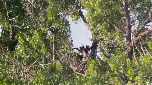 21 reactions | We moved to the south reveal of the nest. One of the adults had obviously arrived with dinner! | Barr Lake State Park, Colorado State Parks | Facebook