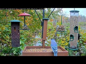 Tufted Titmice Sample From Seed Cylinders At Cornell Feeders – Oct. 13, 2020