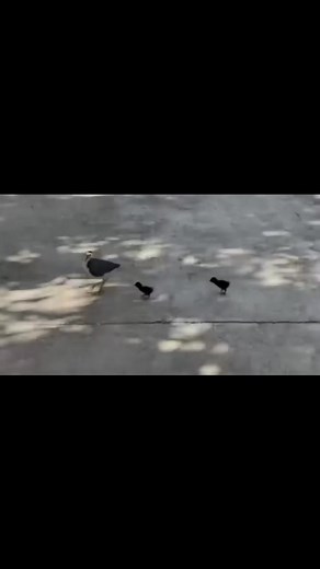 The frist teacher mother | Black Partridge Clips