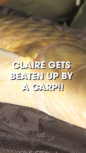 CLAIRE GETS BEATEN UP! 🥊 Has this happened to any of you? It seems that the hard-fighting qualities of the Alps common carp extend to on the bank too, as Claire found out to her cost! All was forgiven though, and the warrior of a carp was returned safely to its mountainous home, sightly less bruised than Claire! 🤔 What to expect from this film? _______________________________ ⏰ 46-min film 🗻 Carping in the Alps! 🚐 European Road Trip! ℹ️ Boat Fishing for Monsters 🧙‍♂️🧙‍♀️Samir and Claire Ar