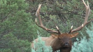 EXTREME VOLUME! This Bull has one Nasty Growl goin on. I don't know what Call that would begin to make that sound. We would sure be hot after this one from the sounds he makes. Credit: Steve Chappell | Arizona Elk Society