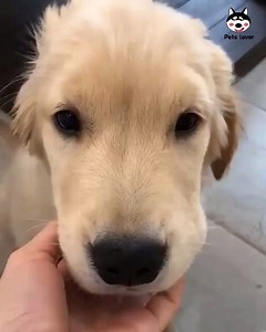 I got hiccups, come and cuddle me 🤩 By:@mangoandlemon | Pets Lover