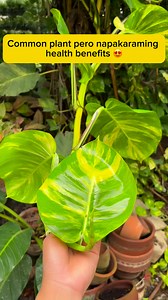 1.3K views · 37 reactions | Common plant lang pero napakaraming health benefits #plantsmakepeoplehappy #pothos #pothosplant #airpurifyingplants | Rodelyn Sambayon Pondales | Facebook