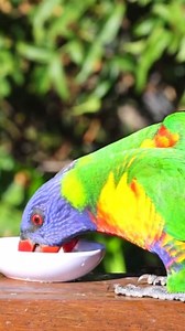 The Rainbow Lorikeet (Trichoglossus moluccanus) is one of the most vibrant and playful birds in the world! Finch feeders are often filled with Nyjer (thistle) seeds, which are tiny but packed Rainbow Lorikeets have bright blue heads, green wings, orange chests, and yellow underbellies, making them one of the most colorful birds on Earth! Unlike most parrots that eat seeds, Rainbow Lorikeets love nectar and pollen. They have a special brush-like tongue to sip sweet nectar from flowers! #bird #bir