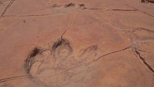 New dinosaur footprints discovered in Mexico