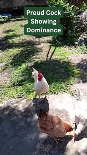 Proud Cock Showing Dominance