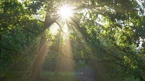 Videoanzeige von Edith Schäfer | ga.trauer.de