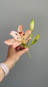 Why Learn Wafer Paper from Me? Because I’ve done the hard work so you don’t have to. I’ve developed a unique, simplified method that skips the usual complications—no veiners, molds, wires, floral tape, or artificial stamens. Everything I teach is based on real experience, trial and a deep passion for creating natural, elegant results with minimal tools. My online classes doesn’t just show you what to do—it shows you exactly how to do it, step-by-step, with over 300 clear, close-up images and 277