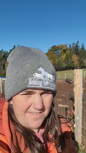 2.9K views · 62 reactions | Morning update... | Belding Hill Farms | Facebook