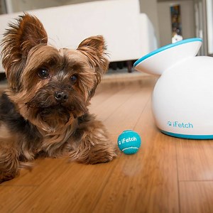 Now dogs can have fun when they're home alone. | VIX Explore