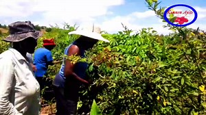 pou rezon epidemi kap kraze janden abitan nan seksyon lawòy, bagay yo vin pi difisil | Konnen Ayiti