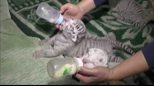 3K views · 12K shares | Three rare white Bengal tiger cubs were born...