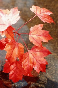 How To Care For A Baby Maple Tree - Garden Guides