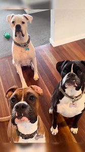 Dog Funny videos | Pet love| Cat Dogs Funny | amaizing Funny videos | Pet Fans Club #petfan #Pet #cat #Dog #Funny | Pet Fans Club