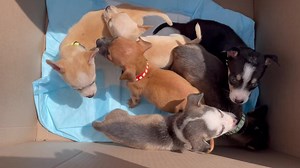 Meet the rainbow litter 🌈 They are tiny chi mixes - some have blue eyes! They’ll be ready for adoption in 2-3 weeks. For more information, email us at kninerescueinc@gmail.com | Knine Rescue Inc.