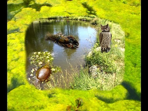 Get rid of nasty algae scum in pond 🐸
