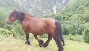 Semental de Segundo y Julián Sánchez de Cuñaba (Asturias) | Strong horses/ Caballos fuertes